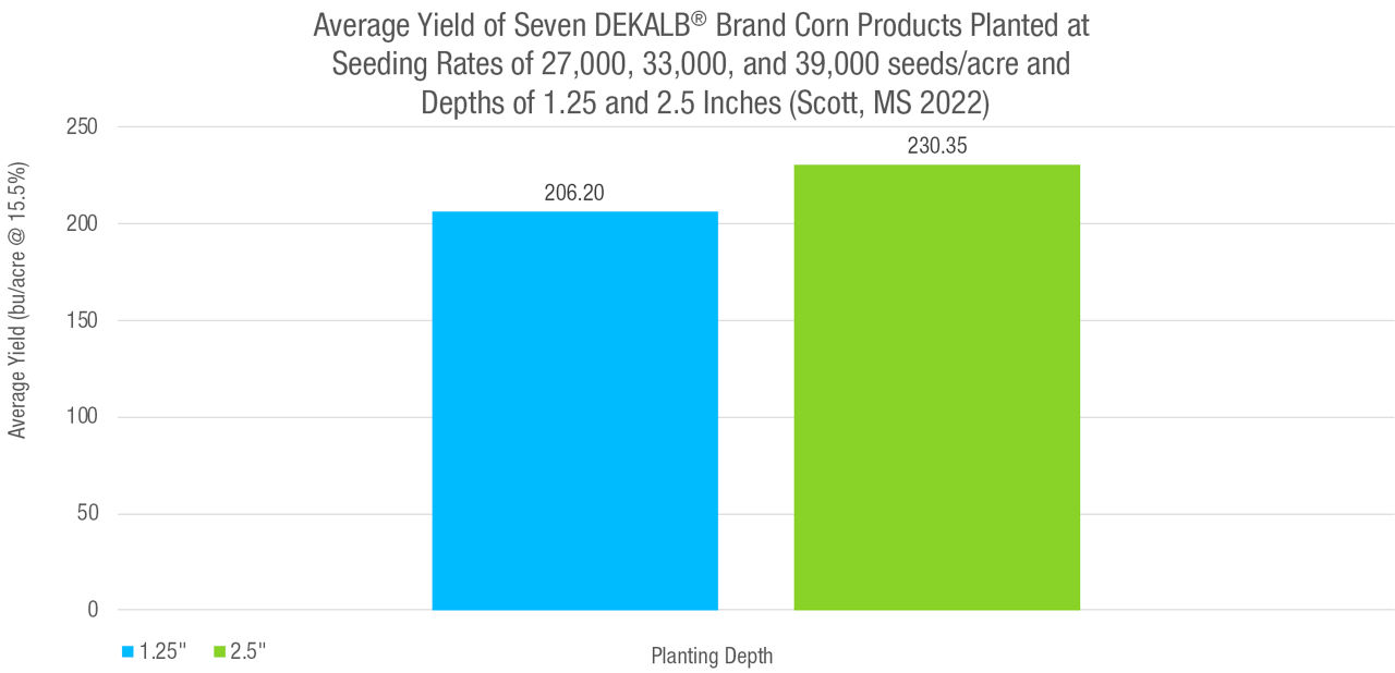 Figure 1. Average yield of seven DEKALB® brand corn products planted at seeding rates of 27,000, 33,000, and 39,000 seeds/acre at a depth of 1.25 inches was 206.20 bu/acre and at 2.5 inches deep was 230.35 bu/acre.  Bayer Learning Center at Scott, MS in 2022. 